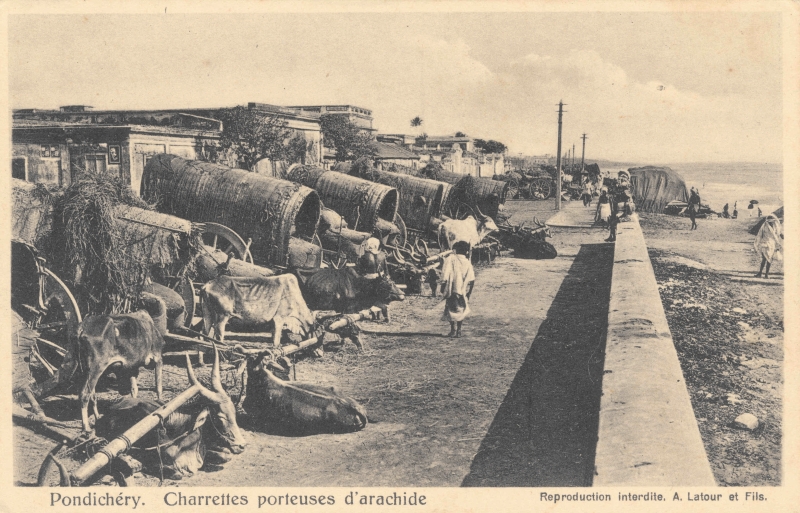 01-33 - Pondichery - bord de mer - charrettes d'arachide